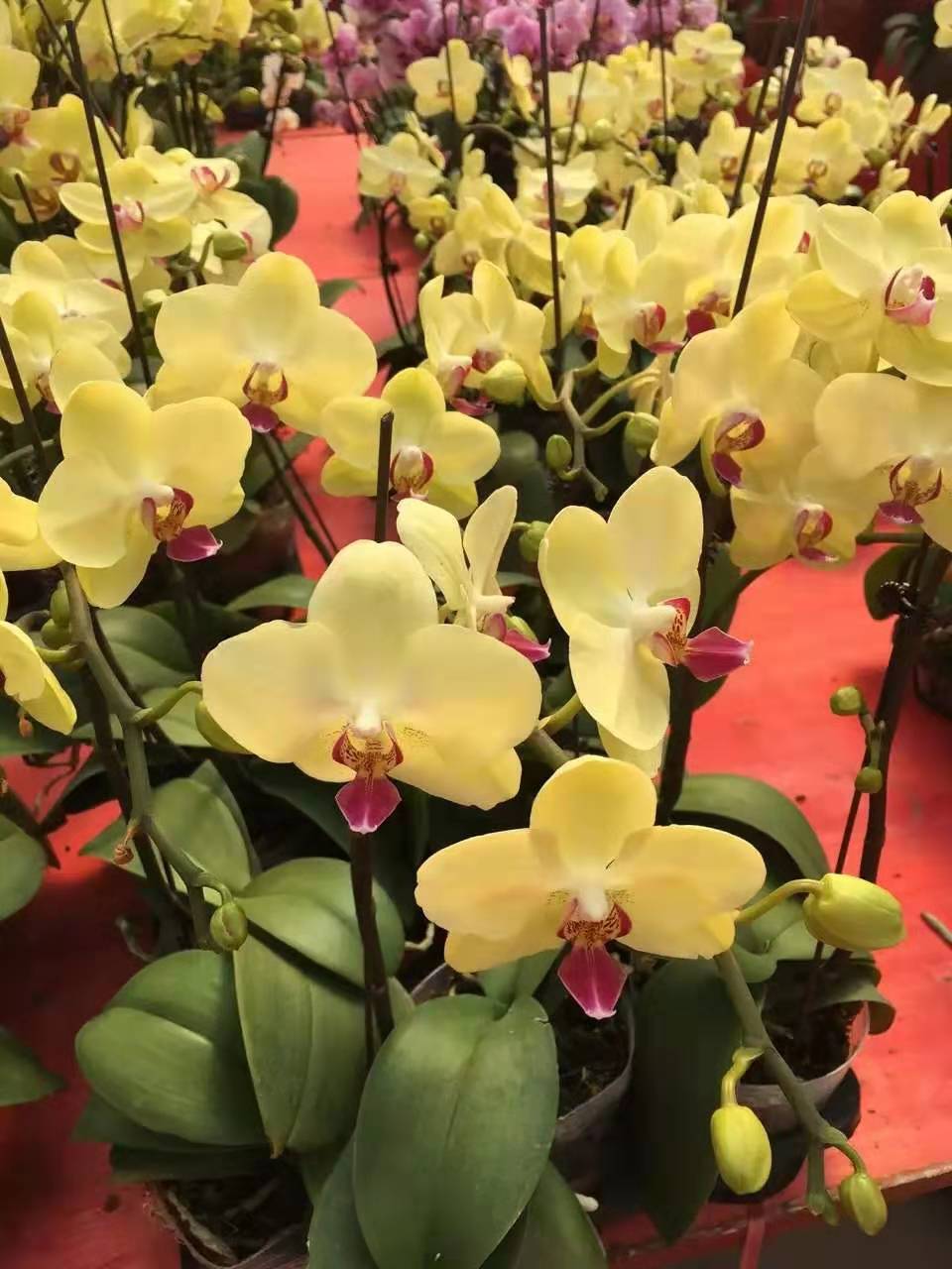 黄义达携“义式摇滚”引爆盛夏 透露新歌正在创作即将面世:Bsports必一体育(图2) Bsports必一体育