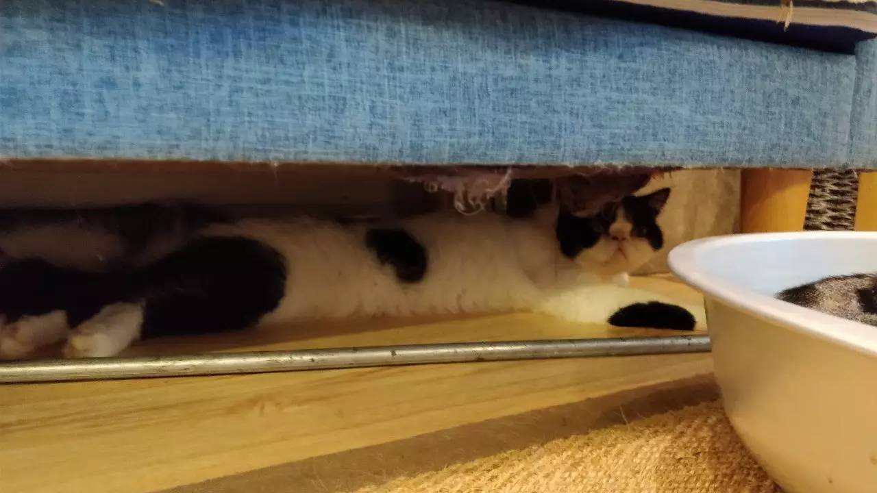 「逐日一答」新任命公务员的思想汇报质料怎么写?‘b体育’(图1) Bsports必一体育