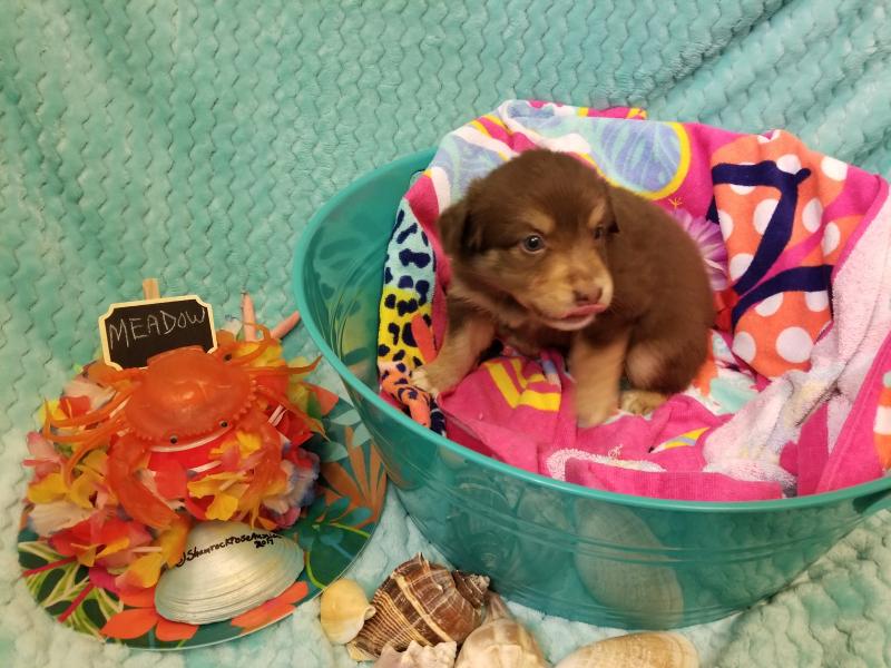 “Bsports必一体育”著名歌星谢东3月18日在北京举办了隆重结婚500名星好友到场参加(图1) Bsports必一体育