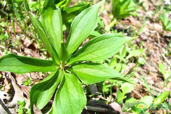 Bsports必一体育:全能男新人Yan Ting狂操六块腹肌 拍MV邀Super Girls的Yanny任女主角(图1) 必一